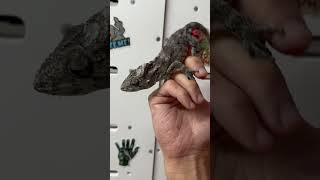 Cuban false chameleon reptiles reptileworld cubanfalsechameleon anole [upl. by Finbar]