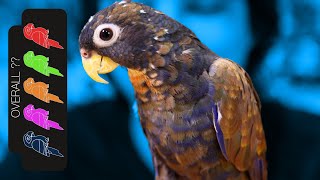 Bronze Wing Pionus The Loyal Lap Dog Parrot [upl. by Savitt]