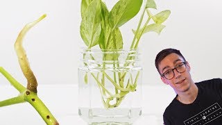 How To Propagate Pothos Cuttings  2 BEST Methods [upl. by Dachia]