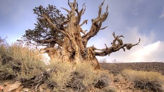 A walk along Discovery Trail at the Ancient Bristlecone Pine Forest Inyo National Forest [upl. by Leryt]