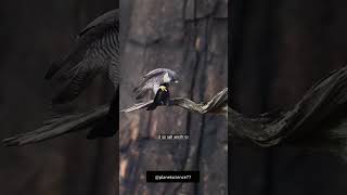 peregrine falcons planets space shorts trending video viralvideo [upl. by Cheney]