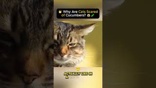 🐱 Why Are Cats Scared of Cucumbers 😱🥒 [upl. by Dicks]