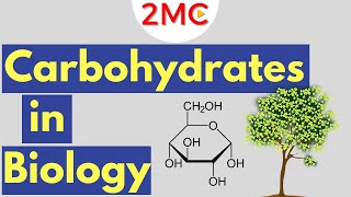 Carbohydrate Metabolism  Biochemistry  MBBS 1st Year  FARRE Series  Dr Rajesh  PW MedEd [upl. by Audri276]