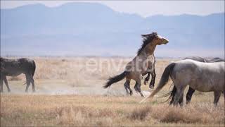 Caballos en el Campo [upl. by Pomona]