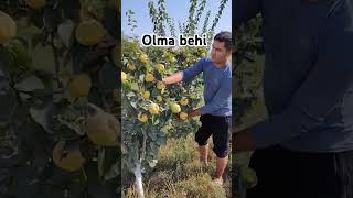 Olma behi koʻchatlar bor zakaz beroraslar thar fruit automobile keşfet farming rek top [upl. by Gibbeon]