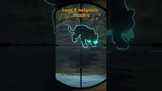 Level 8 melanistic TIGER subscribe gaming cotw like cotwgameplay hunt tiger [upl. by Anelim]