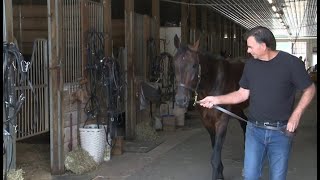 Cambridge Standardbred horse sets a new world record for fastest mile ever [upl. by Alveta]