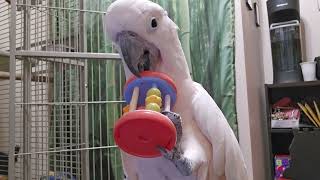 Max The Squeaky Cockatoo [upl. by Otiv]