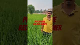 Red Rice Farmer shortsvideo farming redricerecipe [upl. by Huldah]