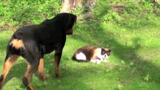 Cat vs Rottweiler  NEW [upl. by Tychonn363]