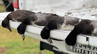 QUICK South Louisiana Diver Hunting  Our Blinds Were COMPLETELY DESTROYED [upl. by Priscella]