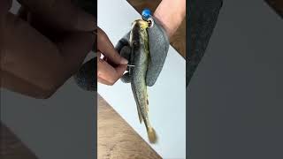 Smart Bait Device to Catch Big Fish  InFact Tamil shorts [upl. by Stieglitz890]