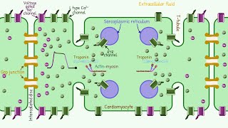 Excitation Contraction Coupling [upl. by Eliezer]