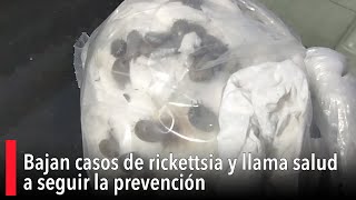 Bajan casos de rickettsia y llama salud a seguir la prevención [upl. by Olotrab471]