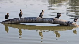 Neotropic Cormorant [upl. by Marjy]