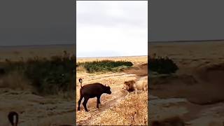 HeartPounding Lion Ambush on Adorable Buffalo Caught on Camera [upl. by Accber464]