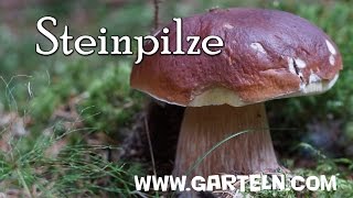 Tipps und Infos für Steinpilze Standort und Ernte [upl. by Elah803]