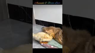 Cat attack on baby duckling Cat vs baby duckling friendshipFunny cat vs duckfunnycatvideos [upl. by Erbas453]