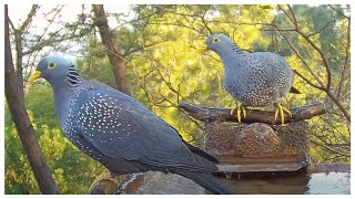 Olive Pigeon on Owl Spring [upl. by Linnie]