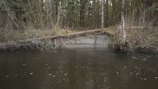 Yakutat Lodge Short Steelhead [upl. by Uzzia]