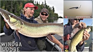 Lac Seul Pretty Musky amp Healthy Walleye  Uncut Angling  September 16 2013 [upl. by Martie]