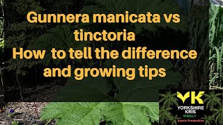 Gunnera manicata vs tinctoriaHow to tell the difference between Gunneras and growing tips [upl. by Ahsatel]