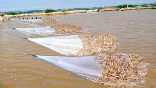 Everyone should watch this Fishermens video  Vannamei Shrimp  Prawn Harvesting in the Ponds [upl. by Willamina]