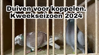 De duiven voorkoppelen voor Kweekseizoen 2024  Postduiven [upl. by Oiril189]