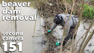 Beaver Dam Removal By Hand No151  With My Dad  Second Camera [upl. by Enelehs253]