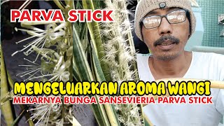 Mengeluarkan aroma wangi semerbak dimalam hari bunga sansevieria parva stick varigata [upl. by Jillian863]