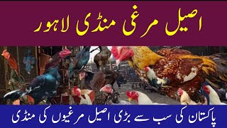 Aseel murghi market Lahore [upl. by Lyle]