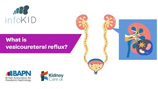 What is vesicoureteral reflux  Kidney disease  infoKID [upl. by Gaultiero]