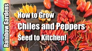 How to Grow Chillies amp Peppers 101 Containers too  Seed Pest Disease Harvest Store Kitchen [upl. by Nauwtna]