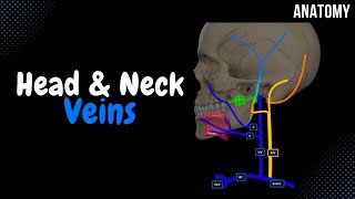 Veins of the Head and Neck EASY Scheme  Mnemonics amp Quiz [upl. by Nwahsyar815]