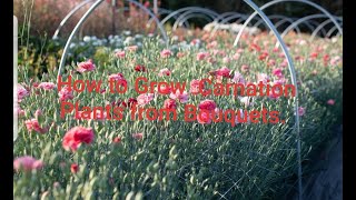 How to grow Carnation Plants from Cuttings and store Flowers Bouquets [upl. by Zed993]