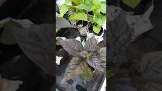 Beautiful Superhot Pepper Plants  PART 3 garden chilipeppers chilepepper gardening chilli [upl. by Ezirtaeb]