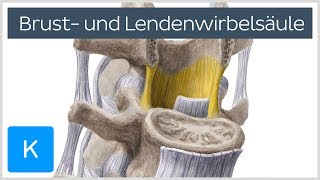 Brust und Lendenwirbelsäule  Knochen  Anatomie des Menschen  Kenhub [upl. by Ecirtak]