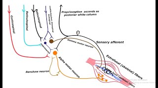 Alpha Gamma Motor neurons as final common pathway from anterior gray horn [upl. by Brenner]