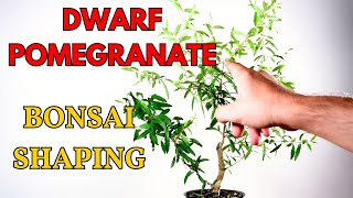 Dwarf Pomegranate Bonsai Styling [upl. by Bonnibelle851]