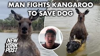 Martial artist punches 7foot kangaroo that was drowning his dog [upl. by Laven]