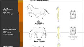 Evolution of the horse  Wikipedia audio article [upl. by Sioux454]