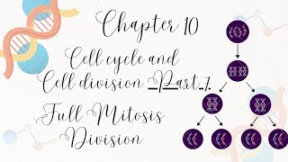 Chapter10 Cell Cycle and Cell Division Class 11 Part 7Full Mitosis Division pcbrealm [upl. by Akem]