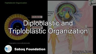 Diploblastic and Triploblastic Organization Biology Lecture  Sabaqpk [upl. by Dielu]