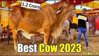 Biggest Cow Mandi 2023  Dumb Stories [upl. by Tanaka733]