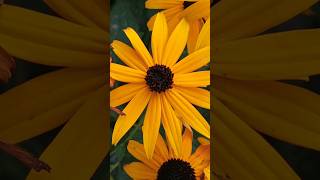 BlackEyed Susans flowers shorts shortsfeed nature garden [upl. by Akemor]