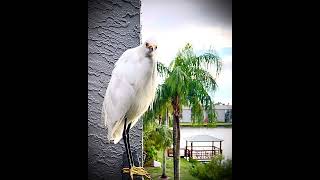 Standing in the rain with Mr Einstein the snow egret [upl. by Anisah]