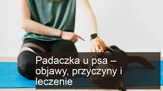 Padaczka epilepsja u psa  jakie są przyczyny i objawy [upl. by Elocim]