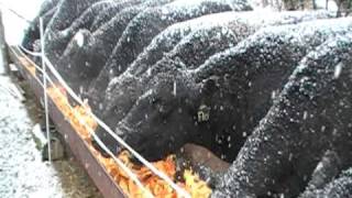 Angus Cows eating pumpkins [upl. by Eliza]