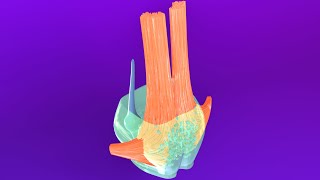 3D Pons Embryology Metencephalon  Rhombencephalon Embryology Part 3  Neuroembryology Part 6 [upl. by Josee]