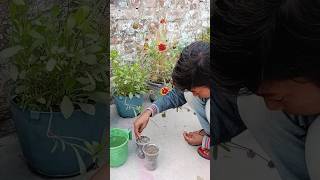 How To Grow Gaillardia Foam Seeds With UpdatesGaillardia flower 🌼🌹🌹🌹gardening shorts viral [upl. by Turley]